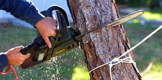 How Our Tree Care Process Works  in  Canton Valley, CT