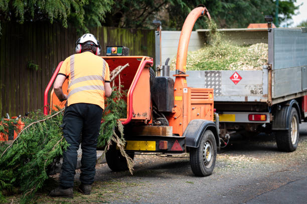 Organic Lawn Care Solutions in Canton Valley, CT