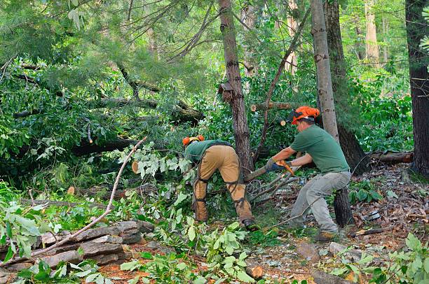 Best Arborist Consultation Services  in Canton Valley, CT